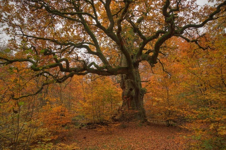 Herbst im Reinhardswald...