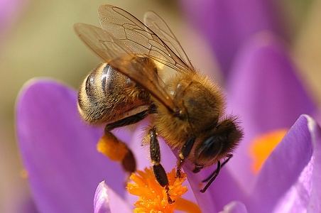 die erste Biene