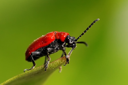 Roter Käfer | Red bug
