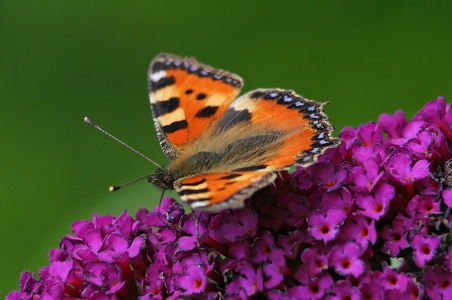 on the butterfly bush  -  am Schmetterlingsstrauch