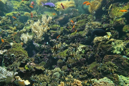Aquarium Loro-Park