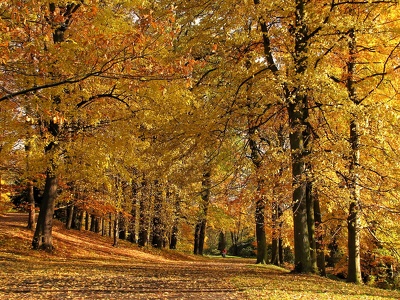 Park Schönfeld Kassel im Herbst