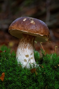 Steinpilz - fungus serotinus  ;-)