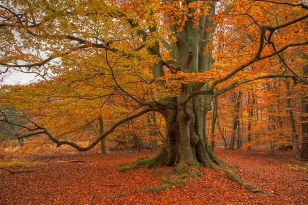 Herbst im Reinhardswald...