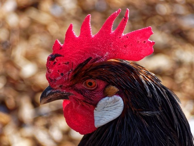 der rote Hahn... - the red rooster...