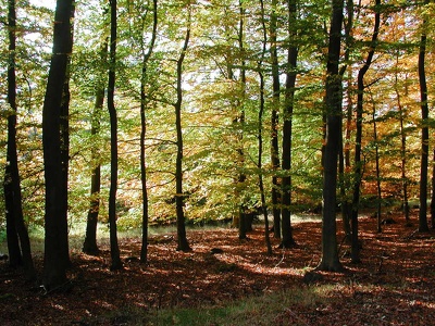 Herbstwald II