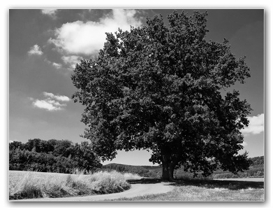 die alte Eiche - the old oak...