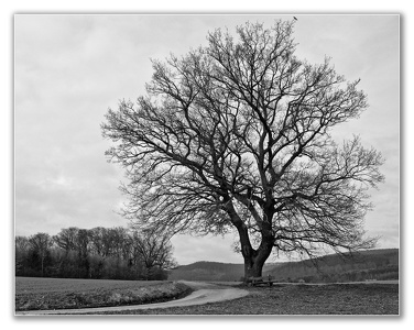 die alte Eiche - the old oak