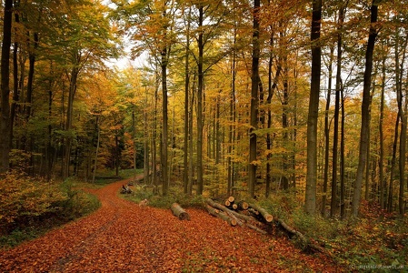 Herbstwald bei Schauenburg
